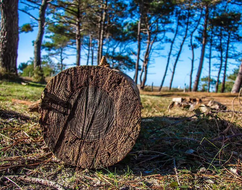 Paysagiste à Villeparisis 77270